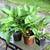 Hostas! Hostas! Hostas! Pot bound/in bloom/ready for planting! 5 thumbnail
