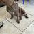 American Bully Puppies 6 thumbnail