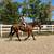Beginner Safe, Bombproof Clydesdale Horse for Sale 12 thumbnail