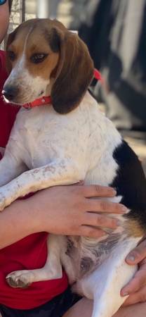 Missing beagle (Vonore)65151207359361121