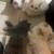 Very rare royal Persian doll face white odd eyes 11 thumbnail