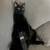 FREE 2 y/o black cat 9 thumbnail