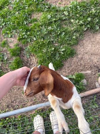 Boer buckling 1