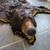 LARGE BLACK BEAR RUG 7 thumbnail