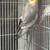 Birds 8 thumbnail