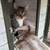 rescue cats - young spayed females - super sweet - need new homes 5 thumbnail