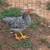 Chicken 2 thumbnail