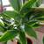 Healthy plant in a ceramic pot 6 thumbnail