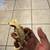 Crested Geckos 17 thumbnail