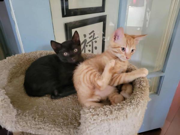 KITTENS/ 8 WEEKS OLD/ LITTER BOX TRAINED/ $25 RE-HOMING FEE! (LONG BEACH)63819140389249120