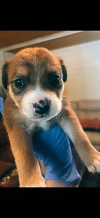 Cachorros de lab pit collie (Olympia)63869711864835123