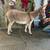 Miniature donkeys 5 thumbnail
