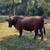 Red Angus 2 thumbnail