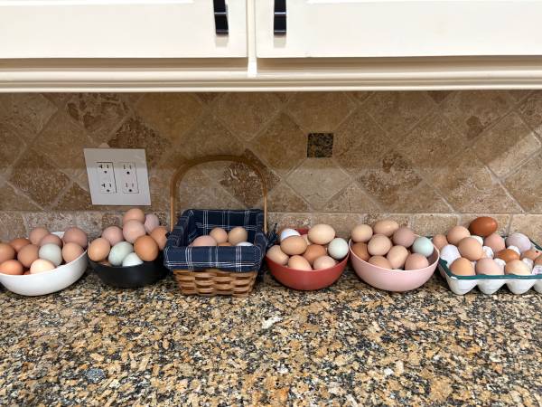 Fresh Eggs 1