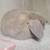 Holland lop rabbit 5 thumbnail
