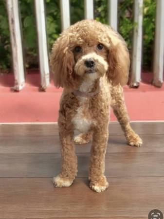 Cavapoo macho63860184499459120
