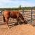 2 year old mare 1 thumbnail