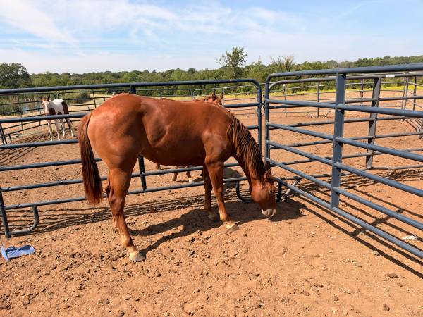 2 year old mare 1