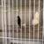 Canary - variety 4 thumbnail