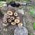 Black Walnut  Tree Looking for woodworkers 2 thumbnail