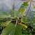 Potted Fig Plants 2 thumbnail