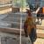 Gallos cages 4 thumbnail