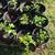 BLACKBERRY PLANTS, ORGANIC 5 thumbnail