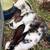 Bunnies 23 thumbnail