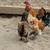 1 week old white Chinese geese 5 thumbnail