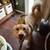 Rehoming 3 yr old Siberian Husky Yellow Lab 1 thumbnail