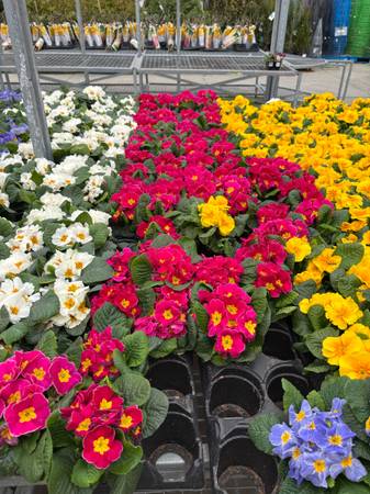 Remove tree,Trimming&Prunning, Garden Maintenance, Fences, Soil 1