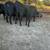 Cows 5 thumbnail