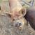Kunekune Pigs 1 thumbnail