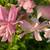 BOUNCING BET-Fragrant Perennial For Pollinators Just $5 / Clump of Plants 1 thumbnail