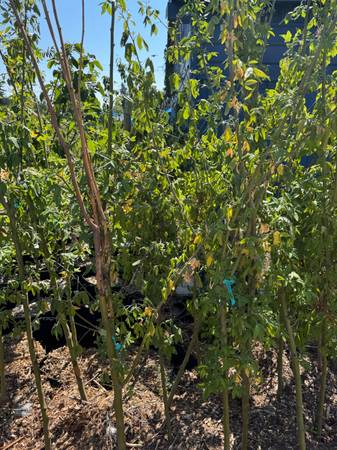 Fall is for planting Fruit Trees. 50% off clearance. 1