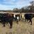 Cattle for Sale 2 thumbnail