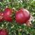 Cold Hardy Pomegranates! Early Ripening Varieties for the PNW 2 thumbnail