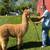Alpacas 4 thumbnail