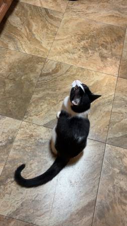 6 month old kitten 1