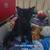 RE-homeing kittens 2 thumbnail