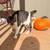 Manx Kittens 1 thumbnail