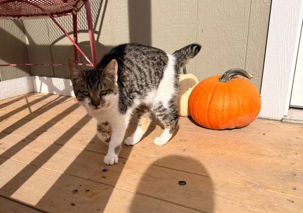 Manx Kittens 1