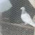 PIGEONS 4 thumbnail