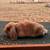 Holland lop bunnies 4 thumbnail