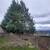 K RUSH TREE SERVICE AND LANDSCAPING LLC 15 thumbnail