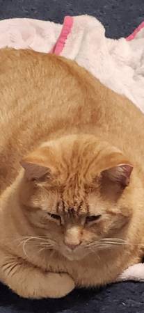 Gato macho gratis63499550411905124