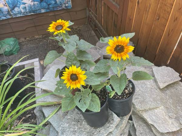 Plant Sale Today - farm & garden - by owner - sale - craigslist