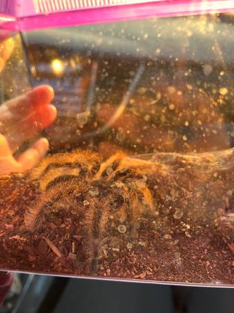Curly toe tarantula63907989955330121