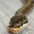 Ball  python Pinstripe female 3 thumbnail