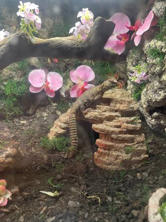 Uromastyx reptile lizard 1